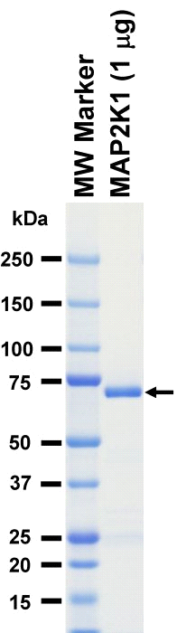 The purity was assessed by SDS-PAGE/CBB staining.